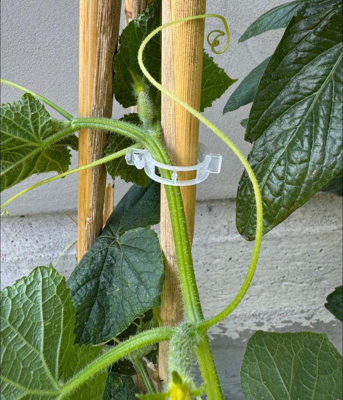 Кліпса для підв'язки рослин